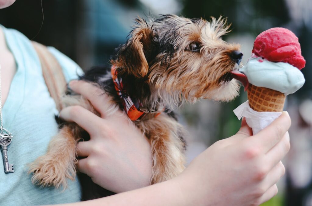アイスクリームを舐める犬