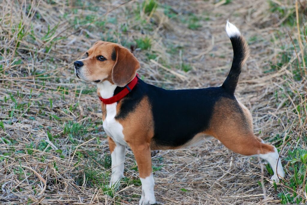草原に立つ犬（犬が足を引きずる原因の解説記事）