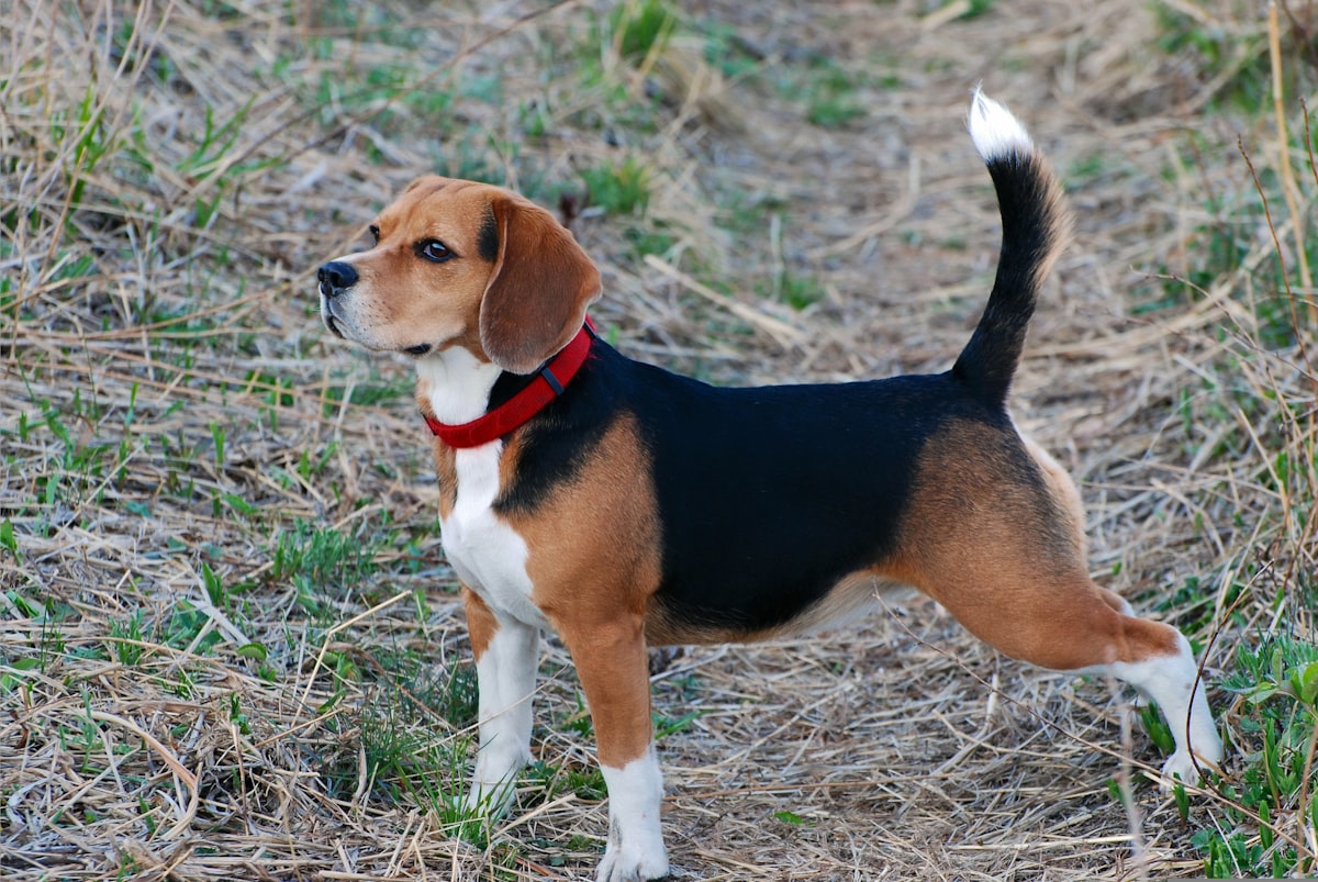 草原に立つ犬(犬が足を引きずる原因の解説記事)