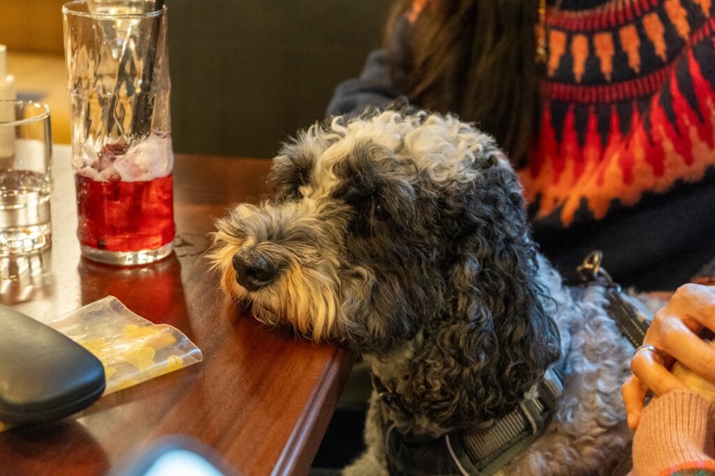 食卓の食べ物を見つめる犬｜犬が食べてはいけないもの