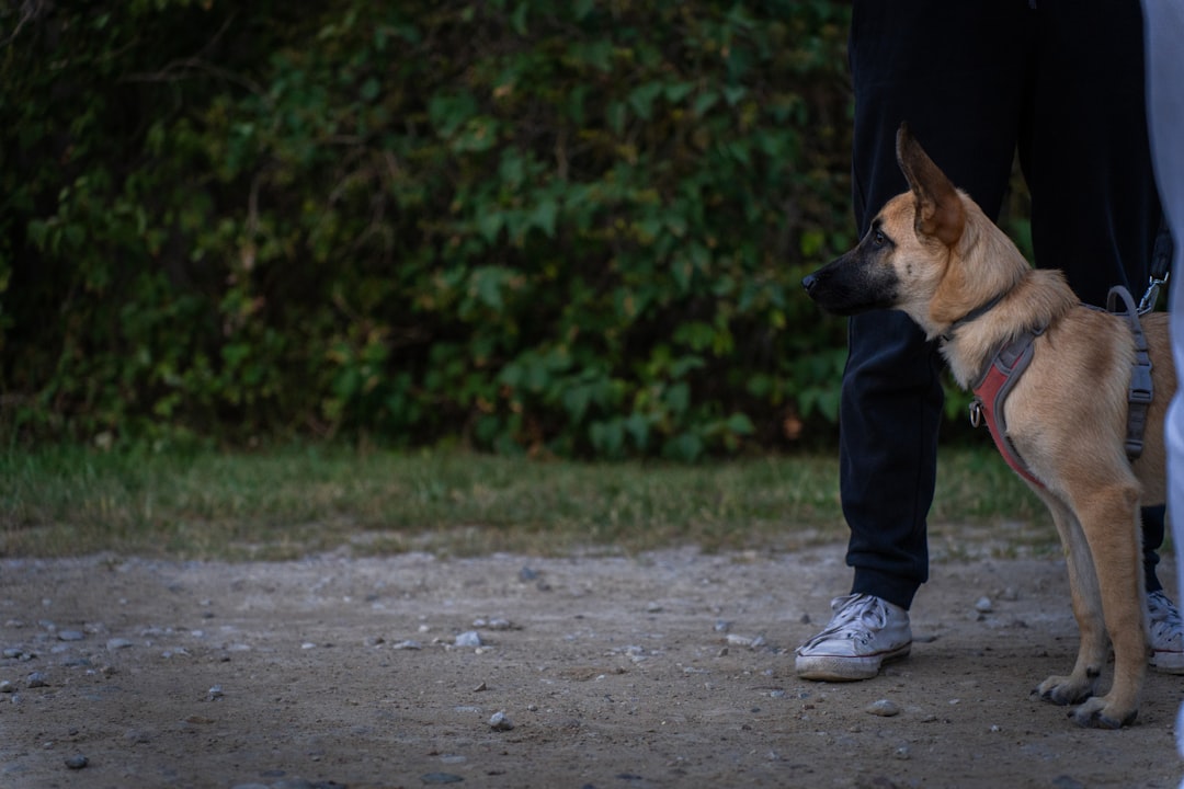 飼い主としつけトレーニングをする犬
