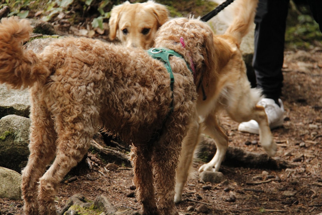 散歩中の犬とマダニチェック