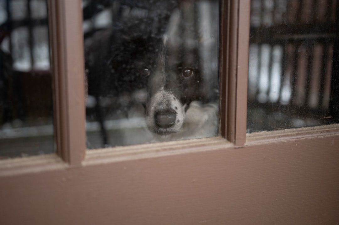 窓の外を見て番犬化する犬