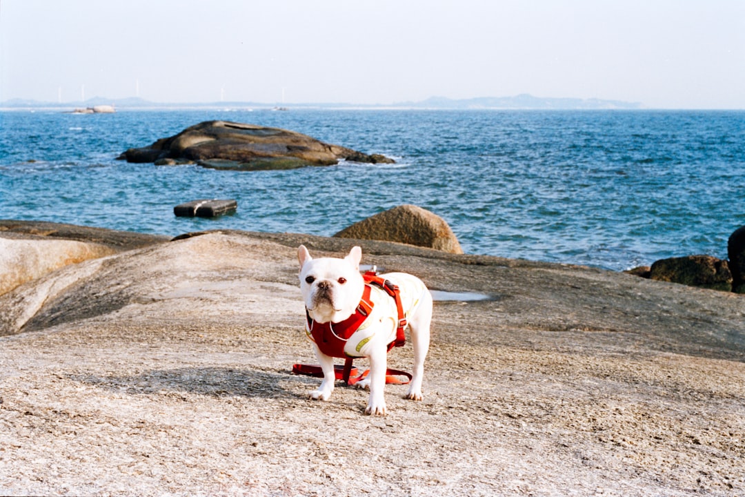 ライフジャケットを着て水遊びする犬