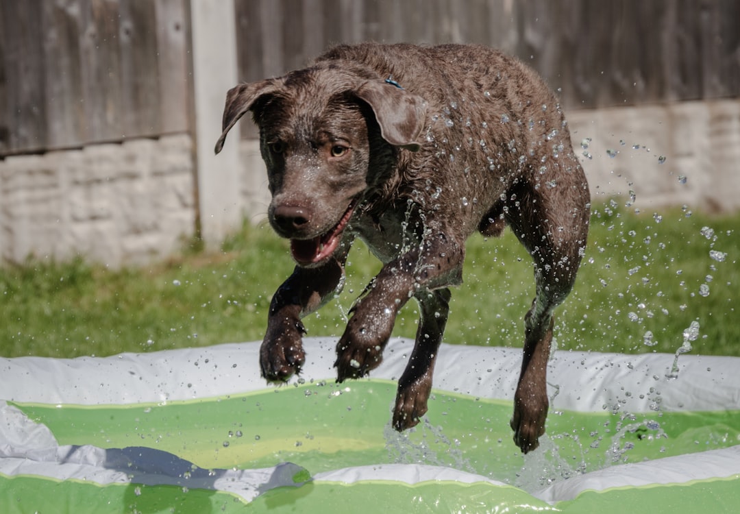 庭で水遊びする犬