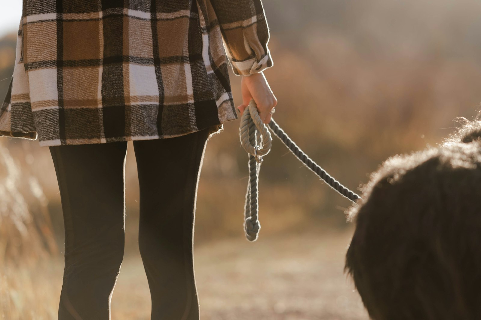 リードをつけたまま飼い主と歩く犬