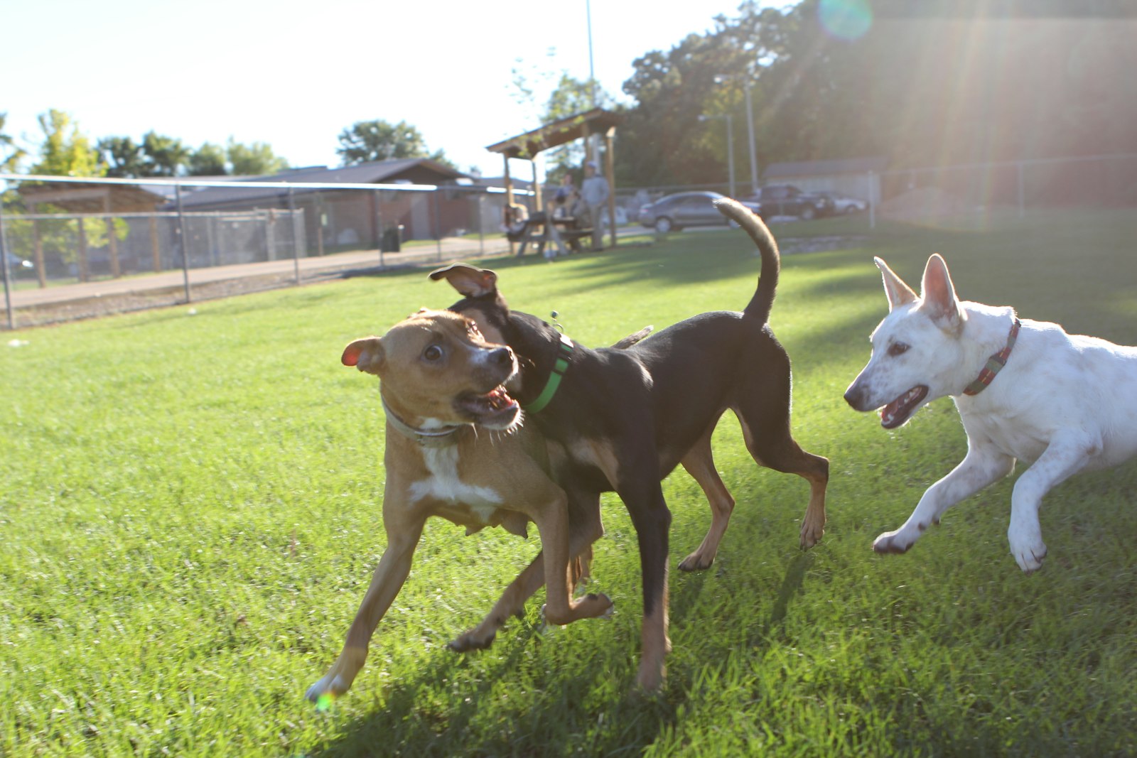 ドッグランで遊ぶ2頭の犬