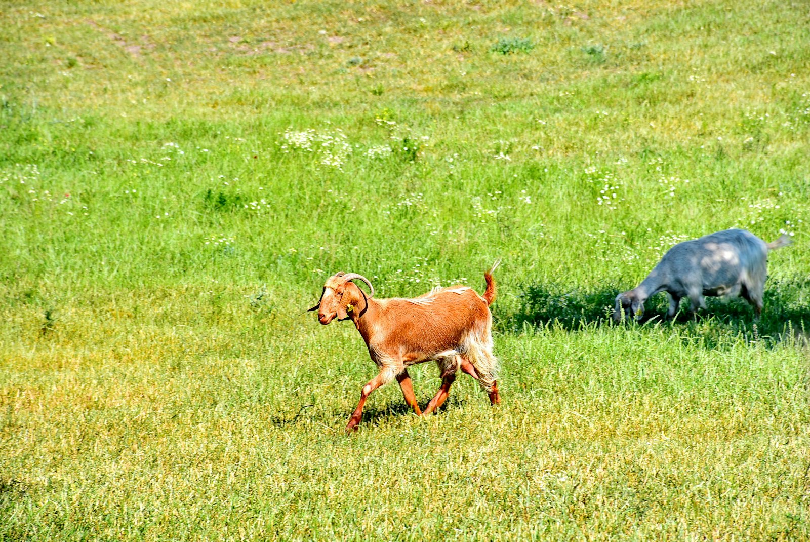 草地を走る2頭の犬