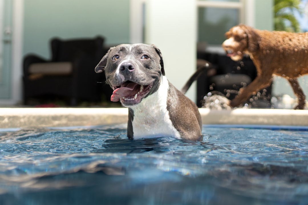 犬用プールで水遊びを楽しむ犬