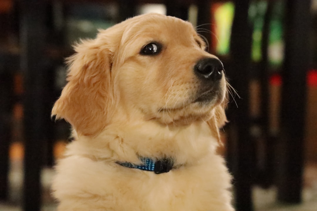 ゴールデンレトリバーの子犬