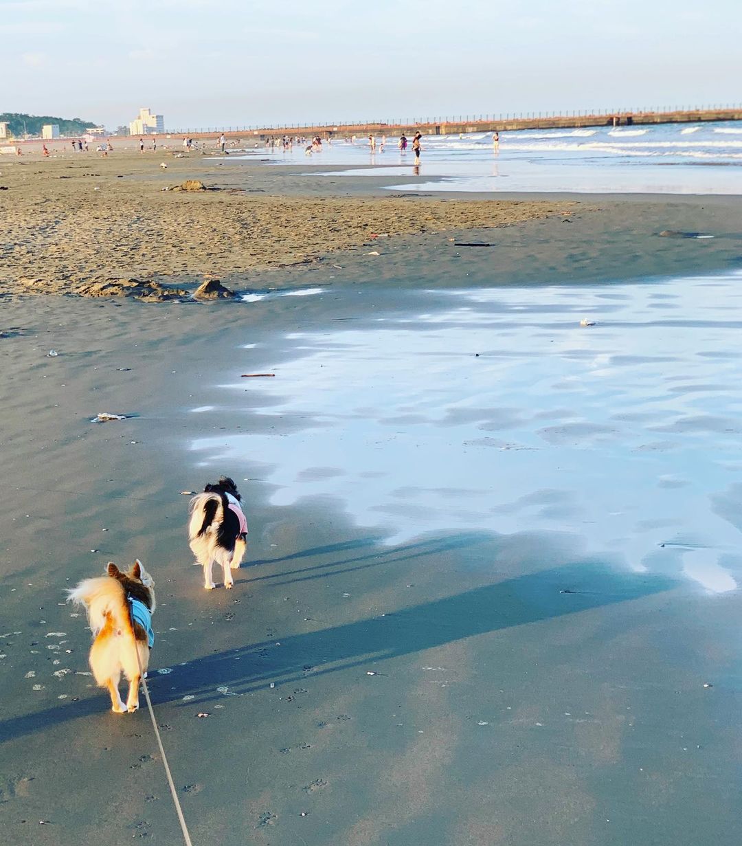 大洗サンビーチで愛犬とお散歩