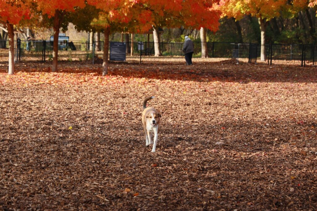 落ち葉の公園を走る犬｜犬が秋に太る理由と体重管理