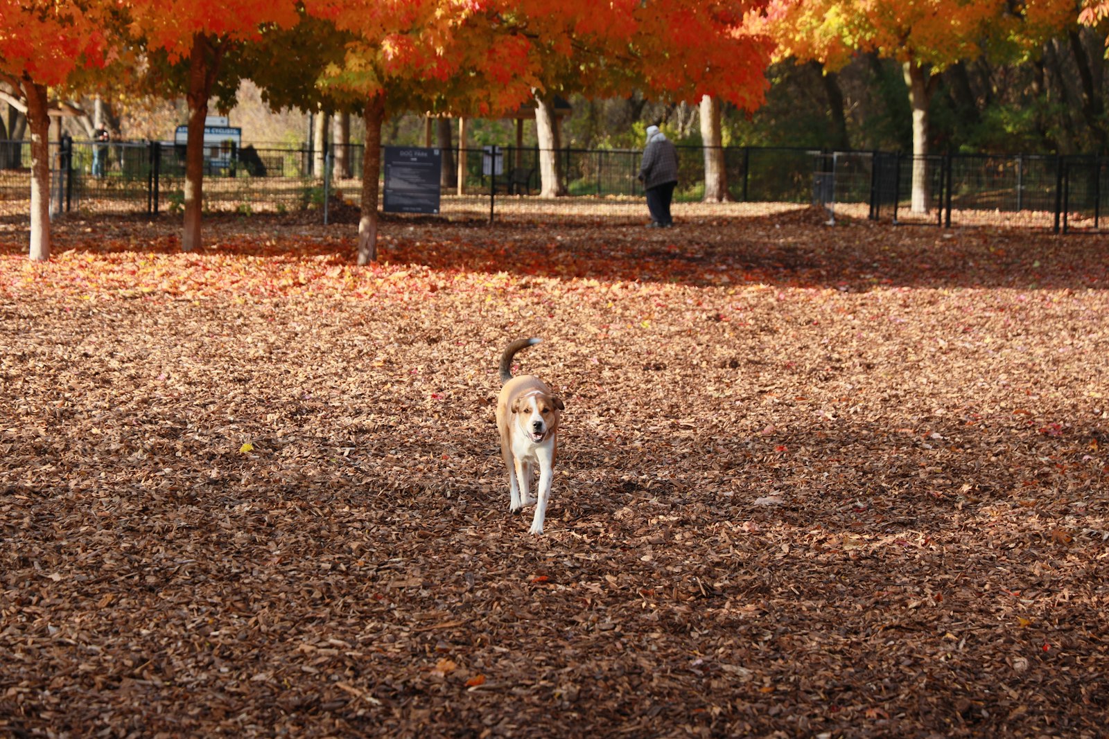 落ち葉の公園を走る犬｜犬が秋に太る理由と体重管理