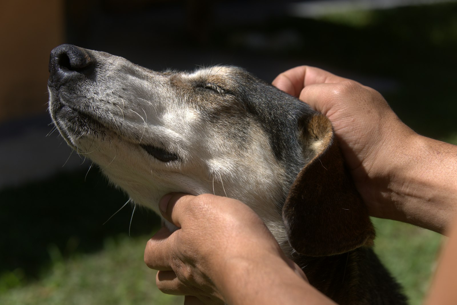 飼い主が犬の皮膚をチェックしている様子
