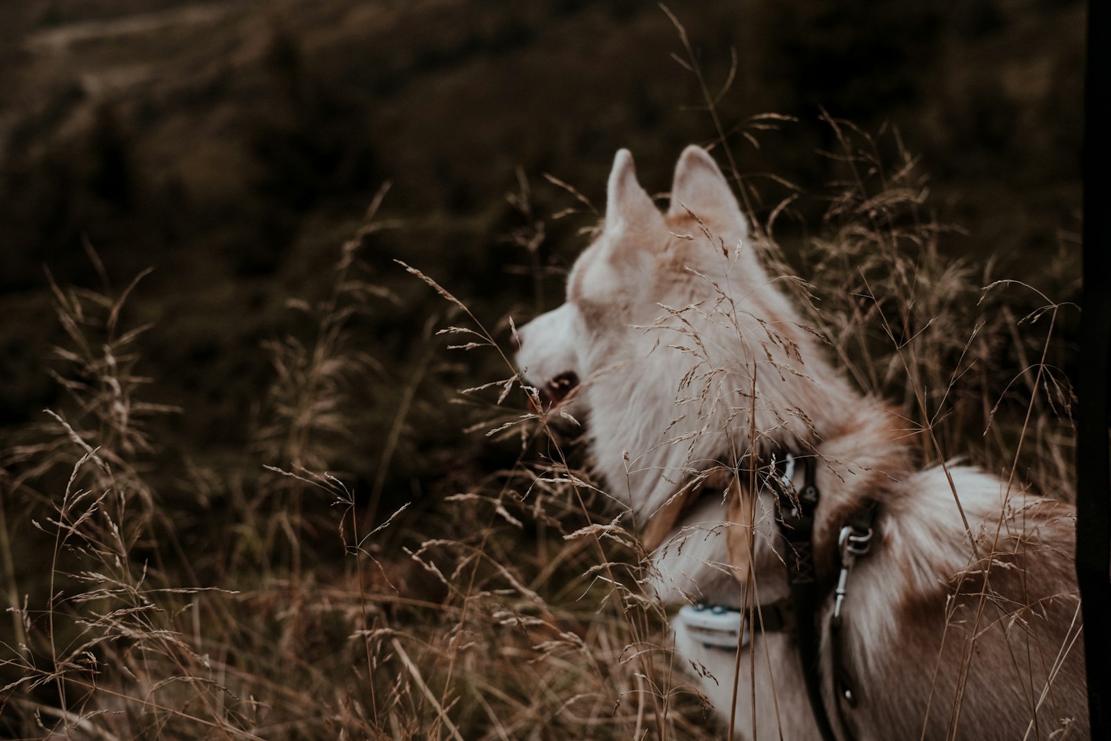 秋の雑草が茂る場所を歩く犬
