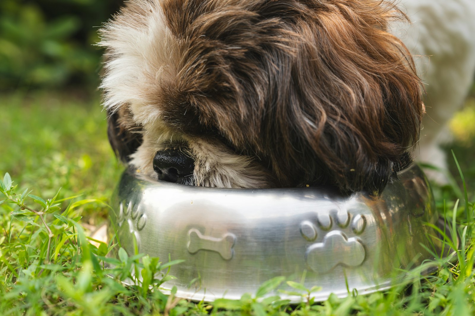 ステンレスのボウルから水を飲む犬。秋は飲水量が落ちやすい