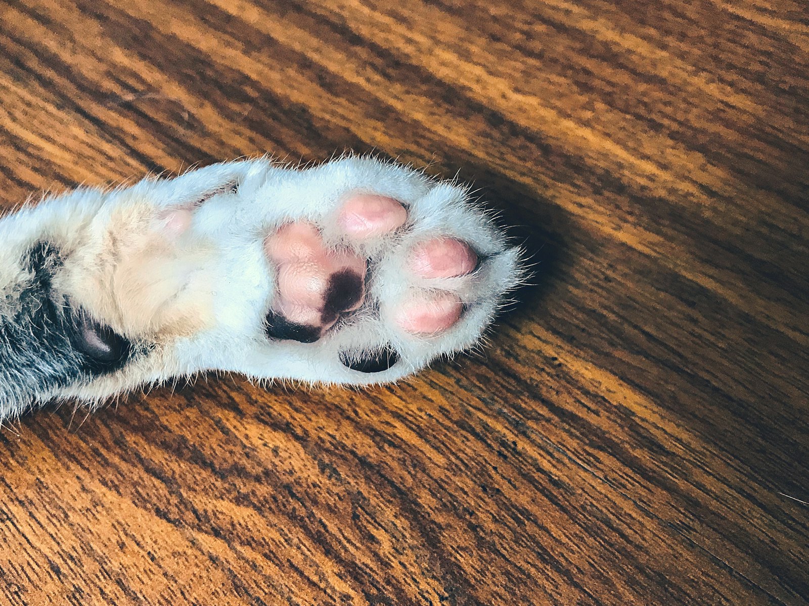 犬の肉球と足先