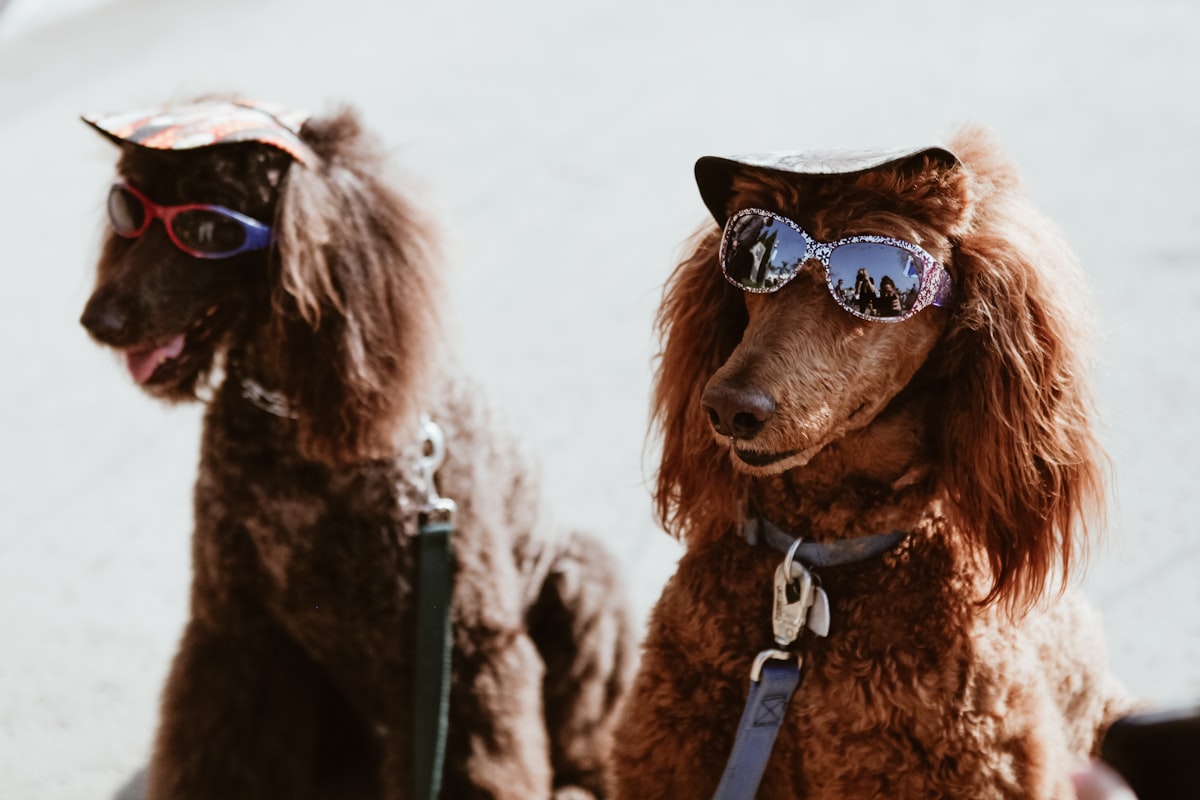夏のお散歩を楽しむ犬