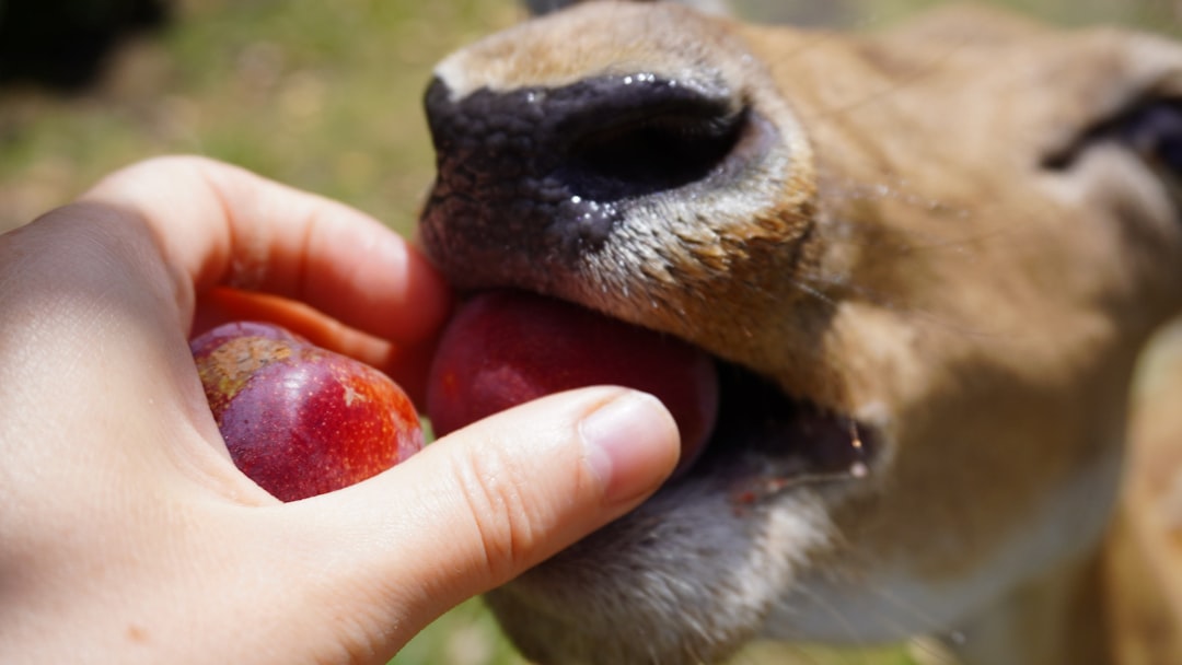 飼い主の手から果物をもらう犬