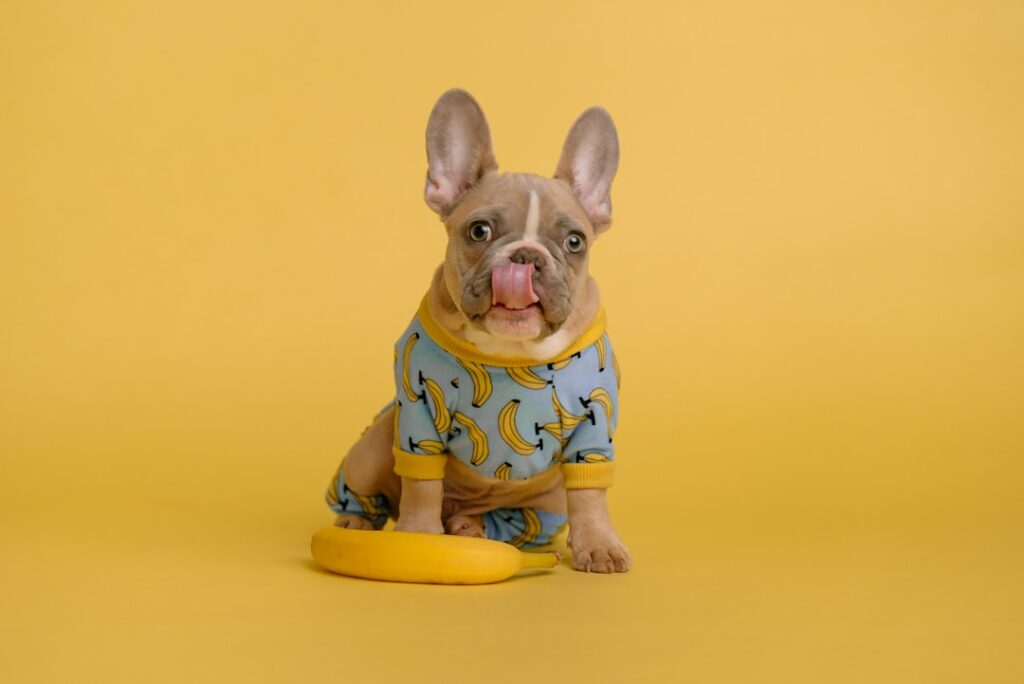 バナナ色の皿の前に座る子犬