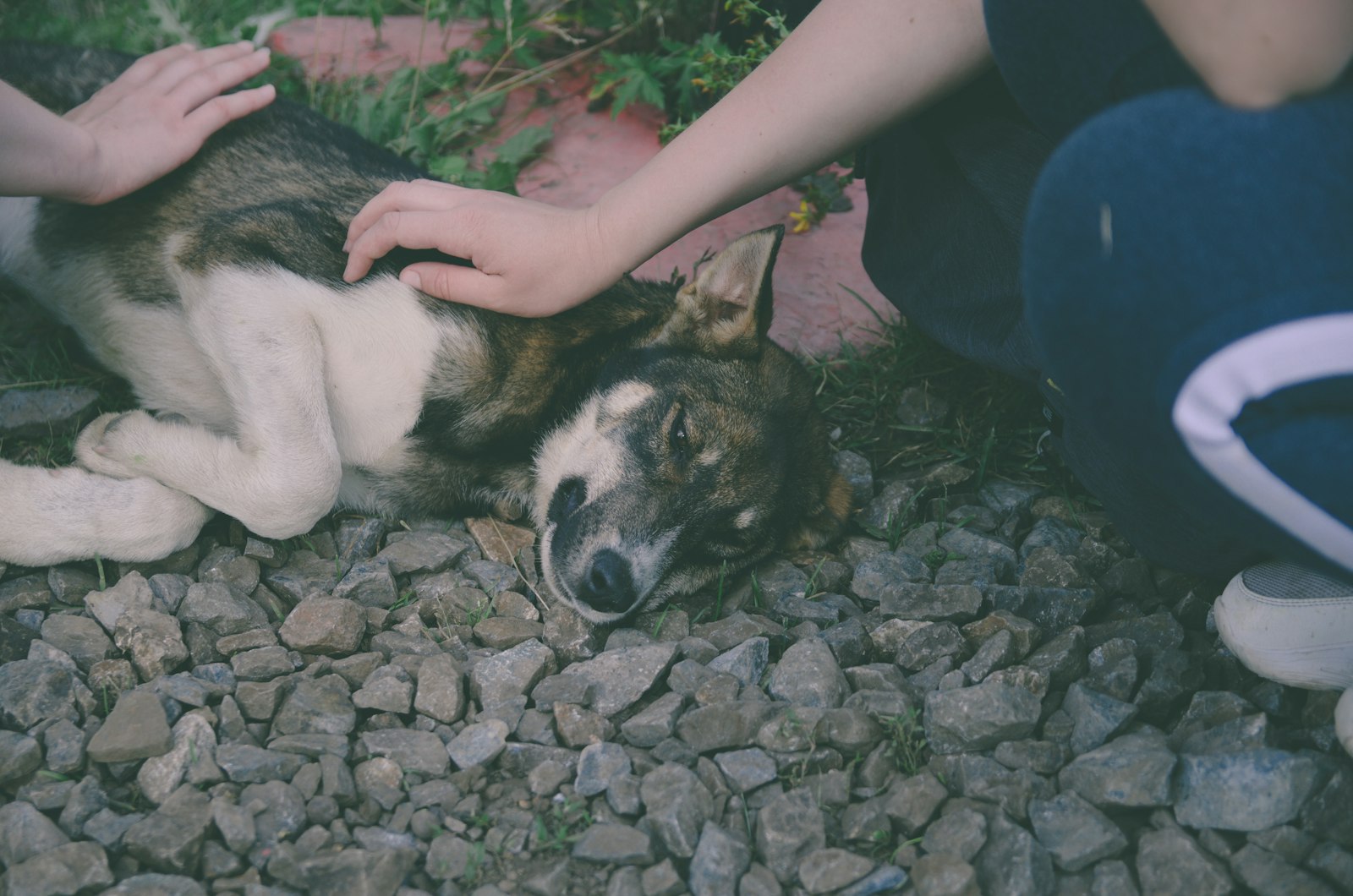 犬の体を触って肋骨を確認する飼い主｜ボディコンディションスコアの測り方