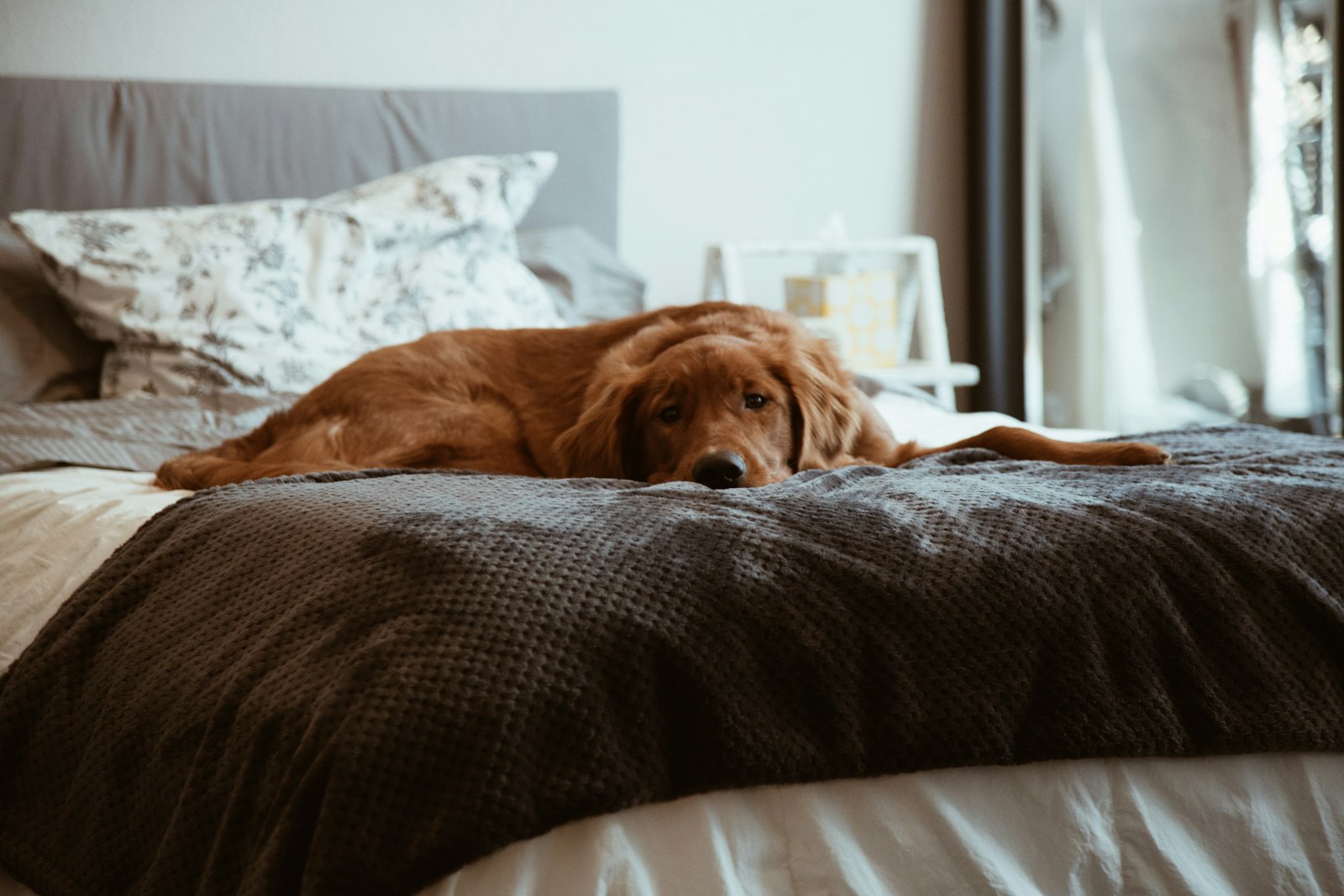 体を丸めて毛布にくるまる犬