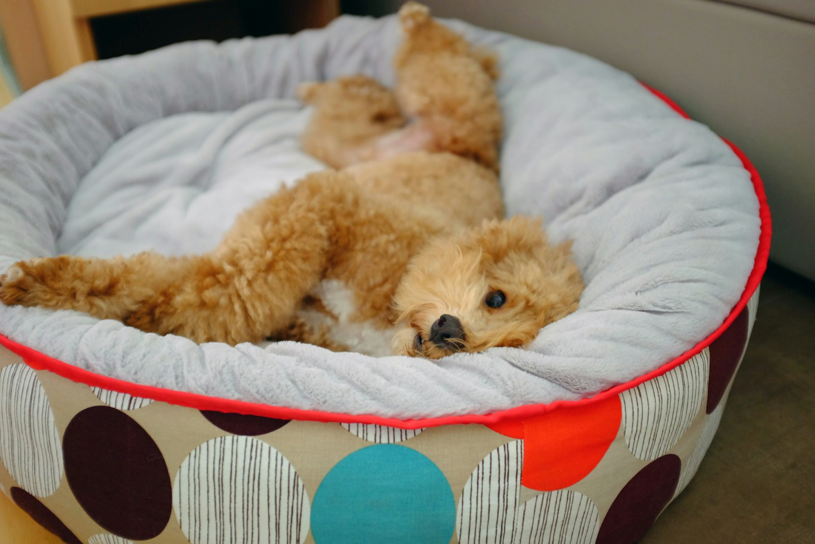 ベッドで体を伸ばして寝る犬