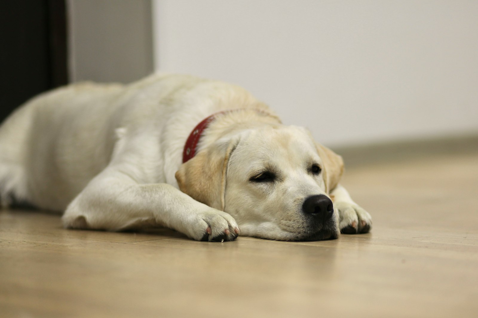 元気がなく床に伏せる犬|膀胱炎で体調を崩したイメージ