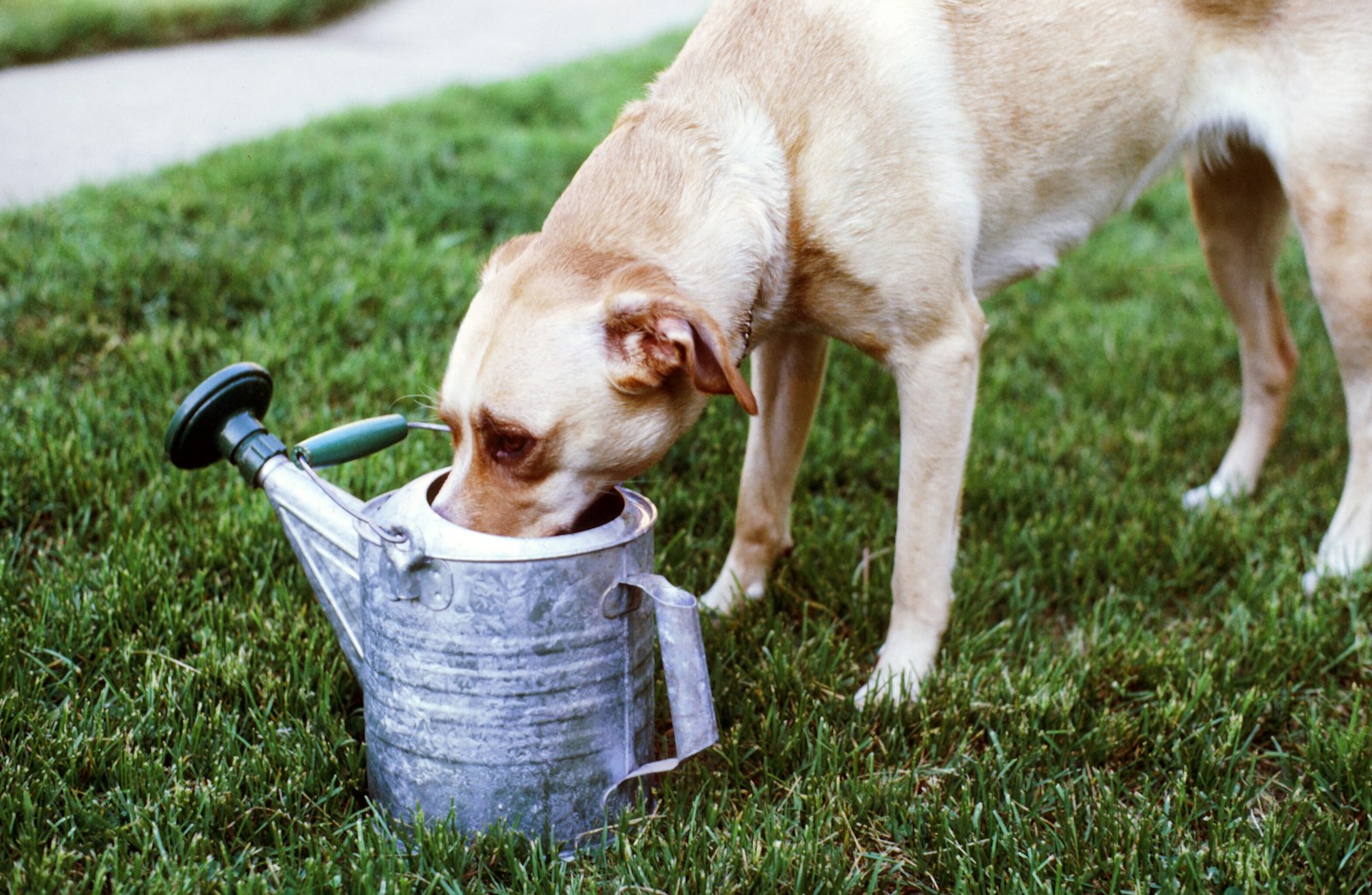 水を飲む犬|膀胱炎予防に飲水量を増やす工夫