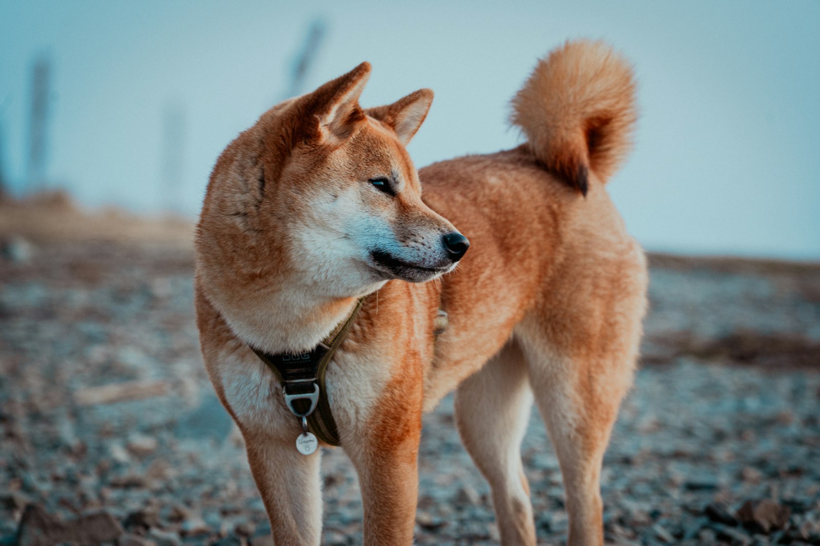 屋外に立つ柴犬。ダブルコートの代表的な犬種