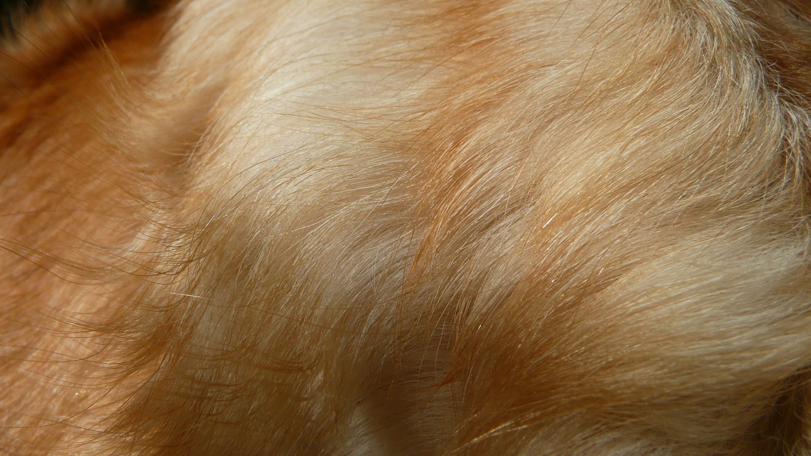 犬の被毛のクローズアップ。ガードヘアとアンダーコートの二層構造
