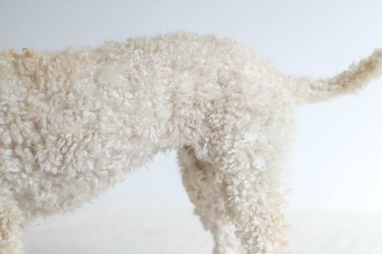 長毛の白い犬。毛玉ができやすい被毛タイプ