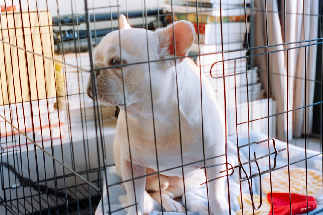 ケージの中でくつろぐ犬