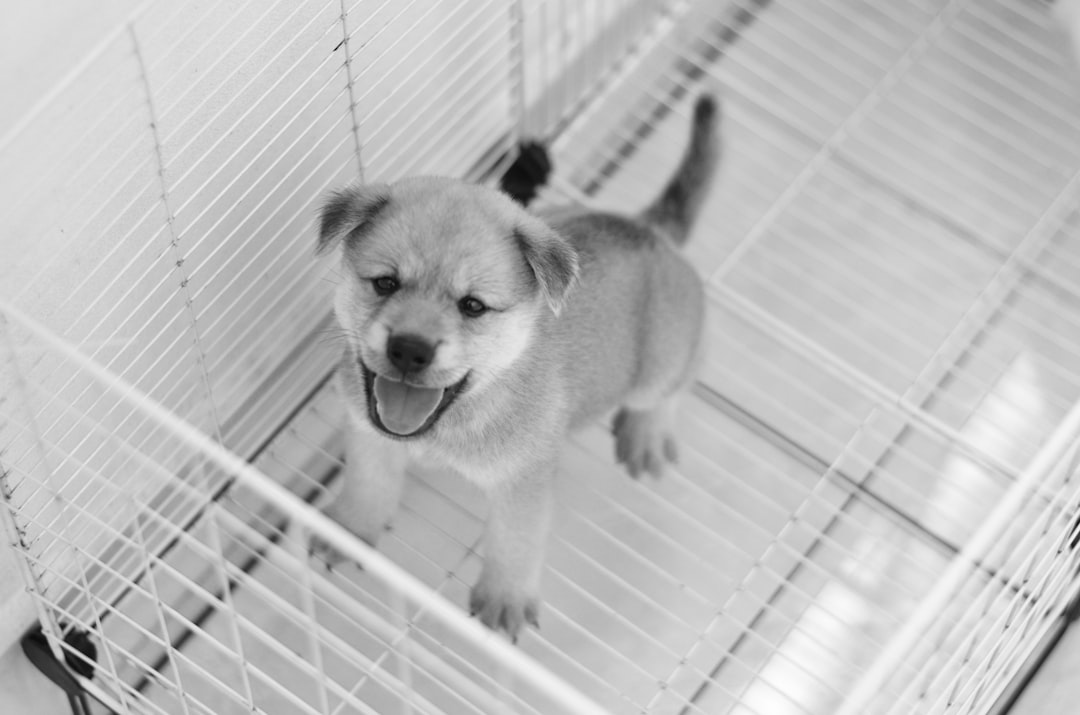 ケージに慣れる練習中の子犬