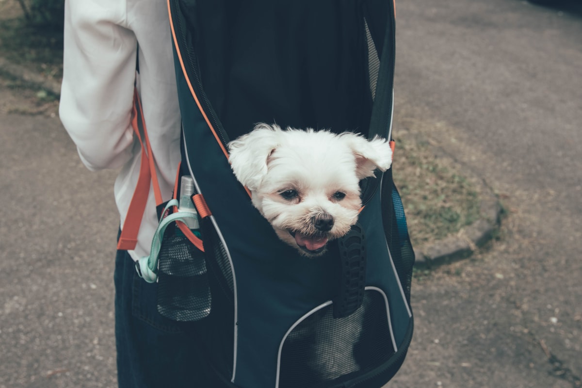 リュック型キャリーに入る白い犬