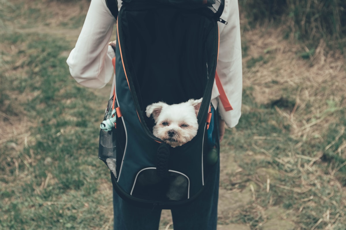 ソフトタイプのキャリーバッグに入る犬