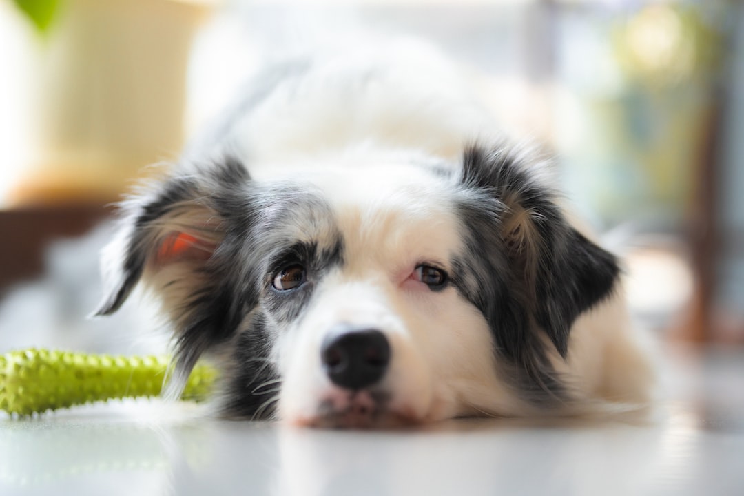 室内の床で伏せてくつろぐ犬