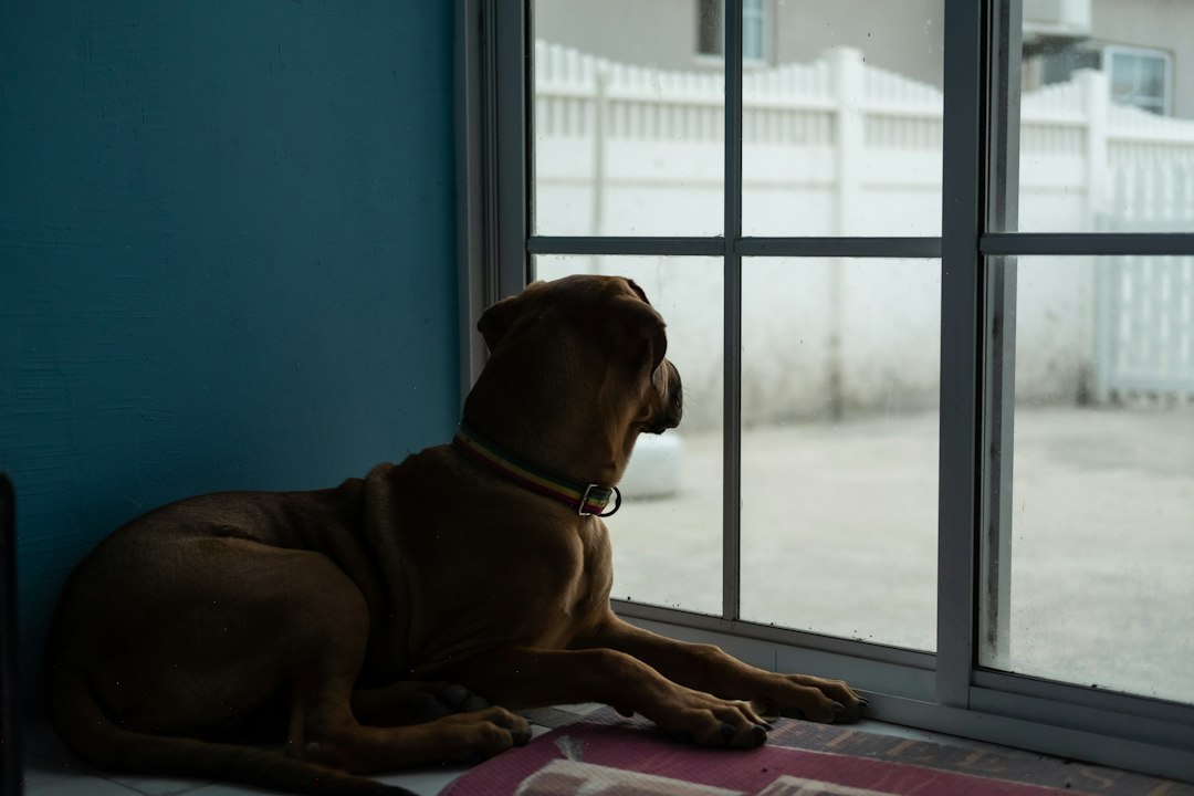 床に座って落ち着いて待つ犬