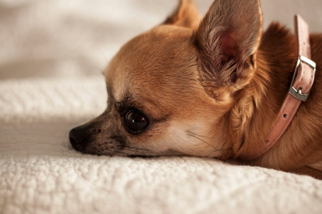 毛布の上で伏せるチワワ｜犬が震える原因と受診目安