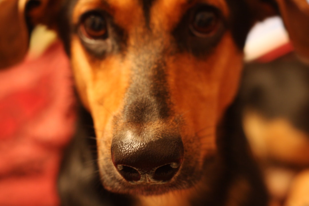 耳をこちらに向ける犬(外耳炎の解説イメージ)