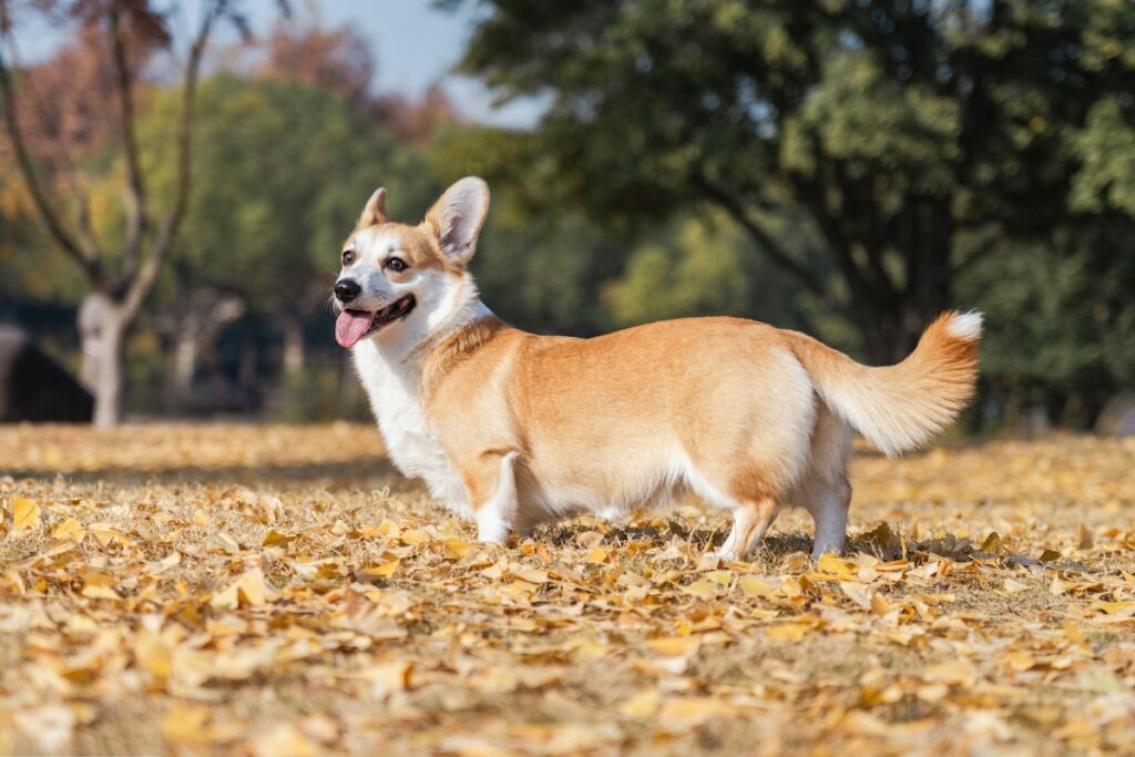 落ち葉の中に立つ犬。秋の散歩で銀杏の拾い食いに注意