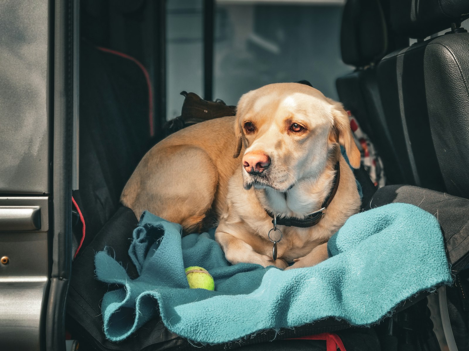 グランピングへ向かう車の後部座席で待つ犬