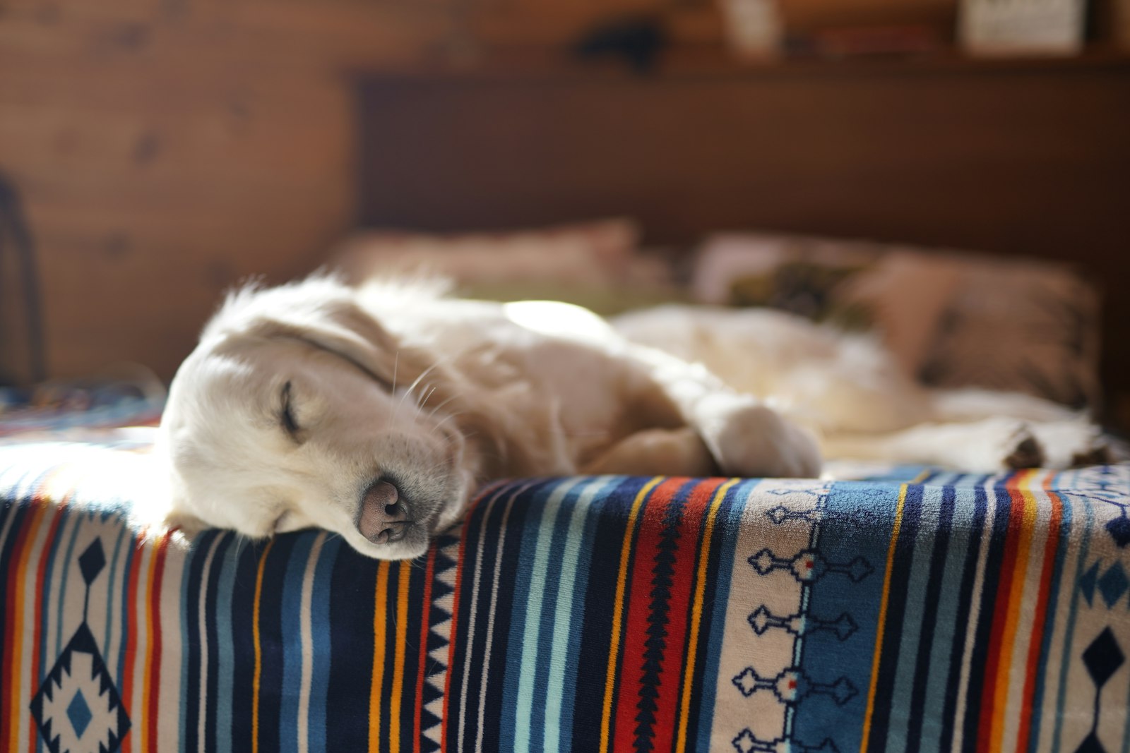 自宅の匂いがついた寝具で眠る犬