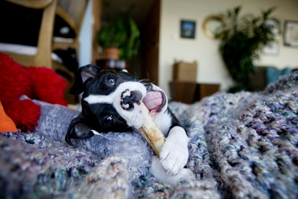 歯磨きガムを噛んでいる犬