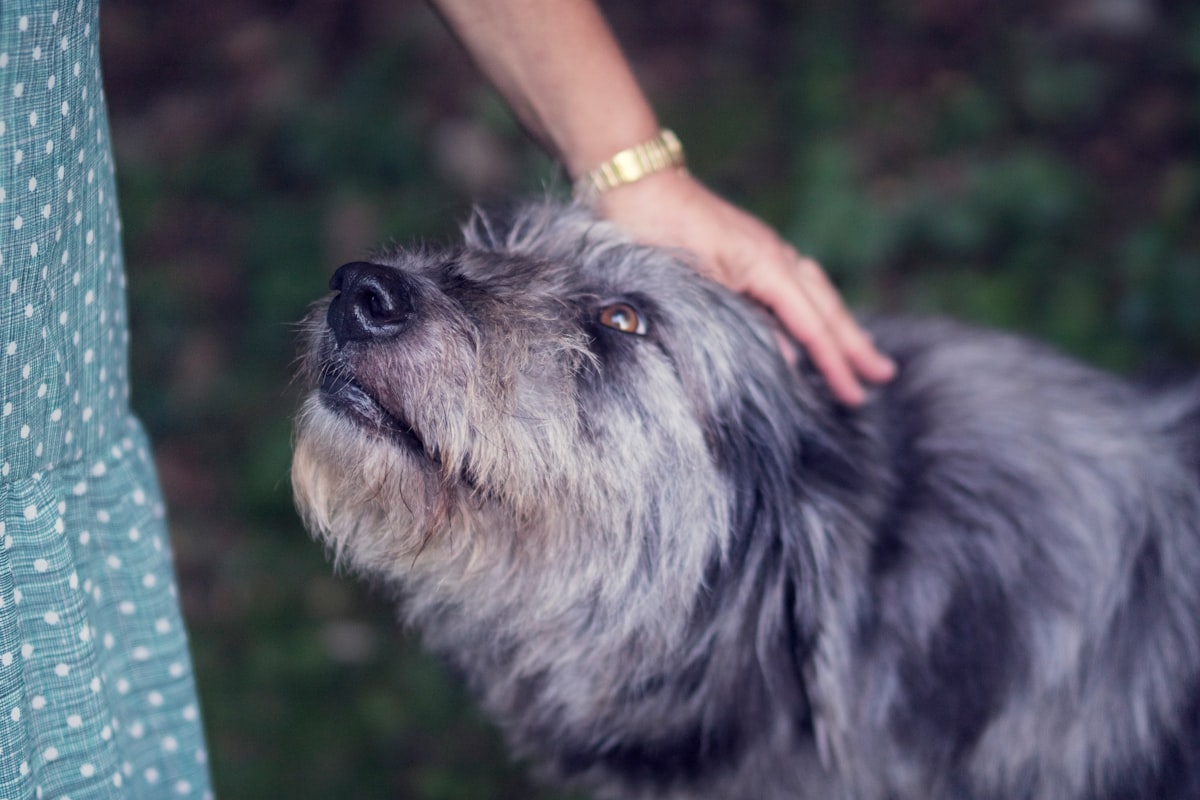 犬の口元をやさしく触る飼い主