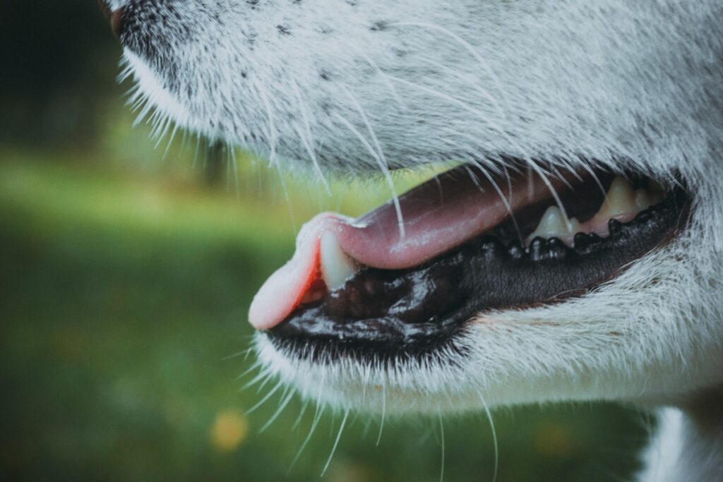 口を開けて歯を見せる犬