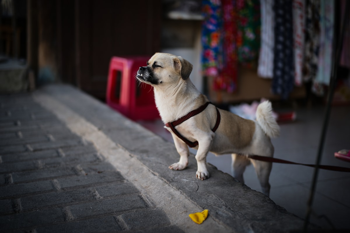 ハーネスを装着して散歩する小型犬