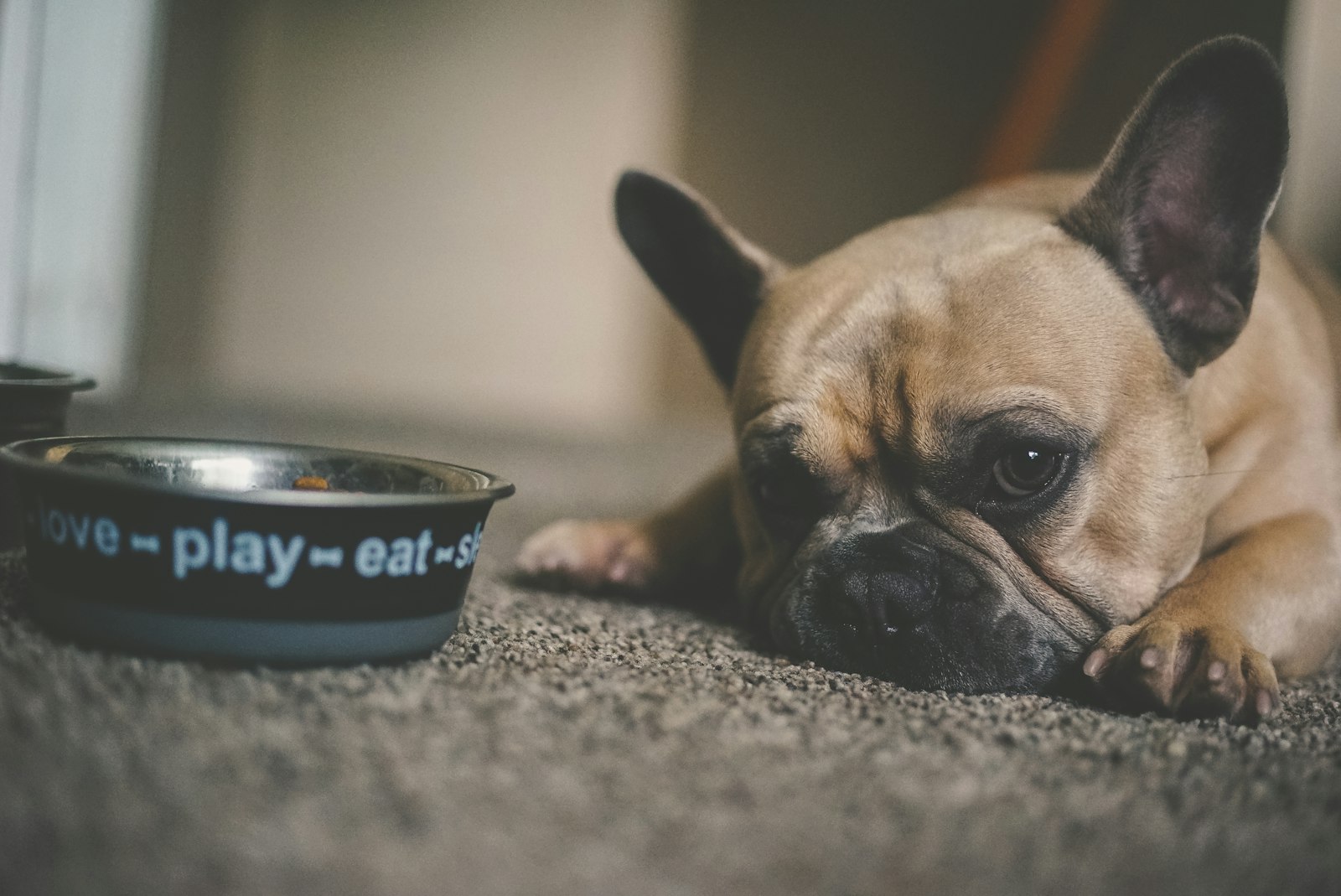 食器のそばに座る子犬｜犬の早食い防止食器の選び方