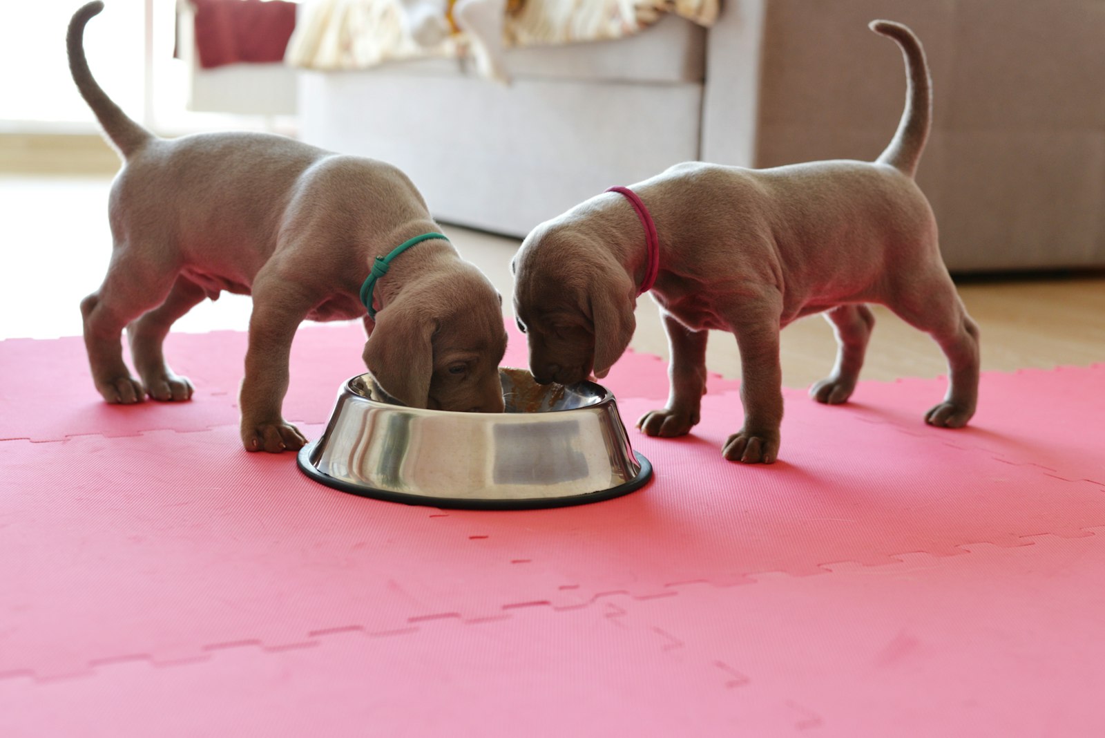 1つの食器から同時に食べる2頭の子犬｜多頭飼いの早食いと分離給餌