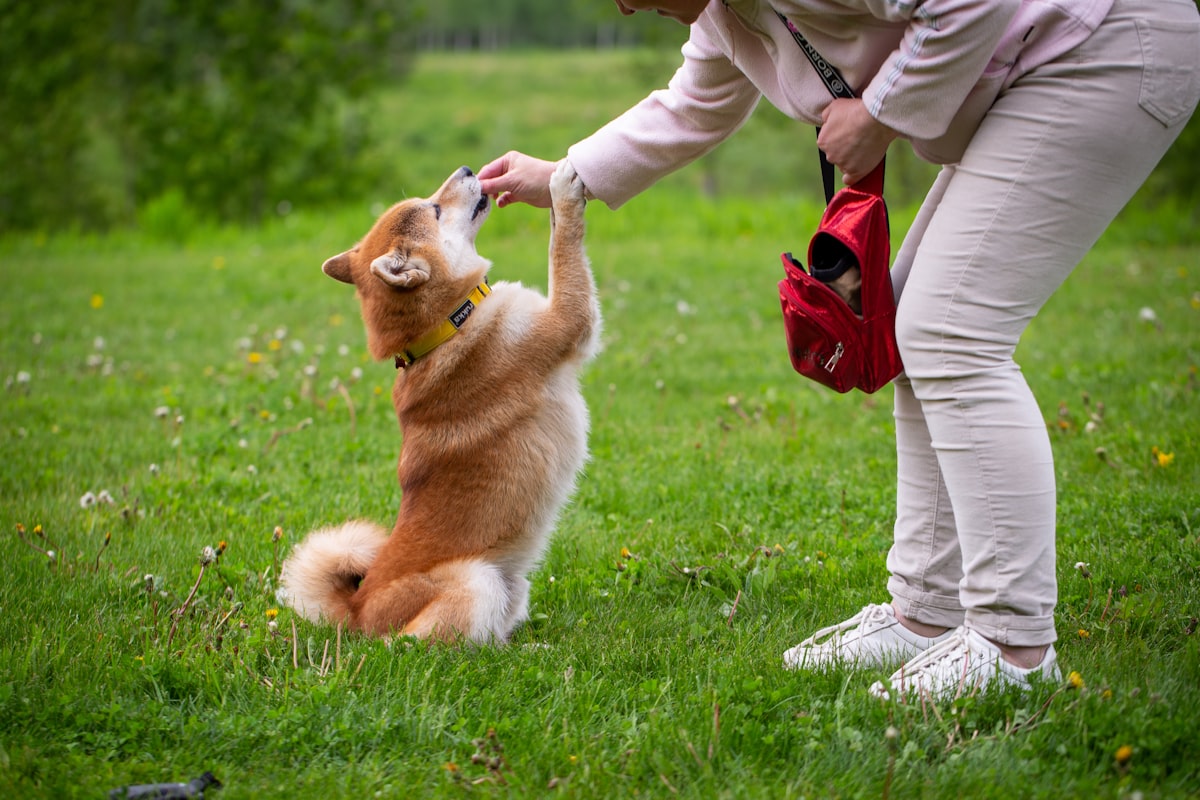 飼い主とトレーニングする犬